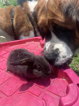 bunnies (Tampa)63148705262721121