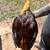 Re home rooster 1 thumbnail