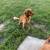 Golden Retriever 1 thumbnail