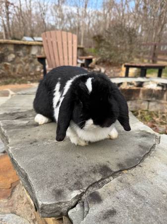 Holland Lop Female 1