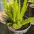 Foxtail Fern 11 thumbnail