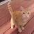 Kittens Need Furever Home 1 thumbnail