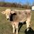 Grass Fed Beef Brown Swiss Steers for Sale 5 thumbnail