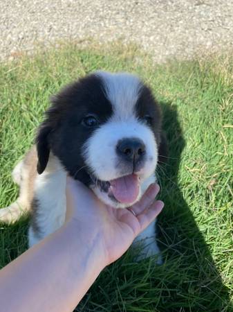 Saint Bernard (Davis)63848874148737121