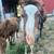 Mini horse stud colt 13 thumbnail
