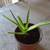 Aloe Plant Houseplant 2 thumbnail