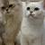 British shorthair and longhair Kitten for sales 22 thumbnail