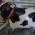 Adorable Cow Pottery 1 thumbnail