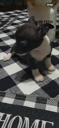 cachorros Chihuahua (Greer) (Greer)63661405557251121