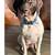 German Shorthaired Pointers 11 thumbnail