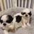 Shorkie Puppies 2 thumbnail