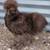 Silkie Hens ~All Feather Types Silkie, Satin, Frizzle, Satin Frizzle 4 thumbnail