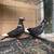 Pigeons 2 thumbnail