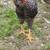 Young roosters 5 thumbnail