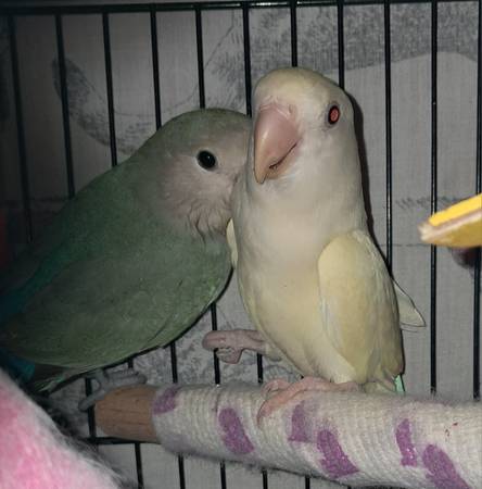 Peachface lovebird (wv,va,md,pa)63953130713602123