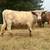 Scottish highland cattle 14 thumbnail