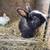 Bunnies 3 thumbnail