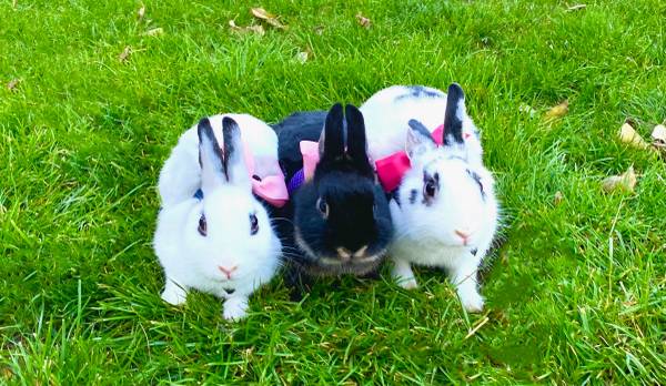 Netherland Dwarf Bunny Does for Rehoming (Greenwich, CT)63923588396034120