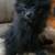 Ckc triple coat pomeranian pups 8 thumbnail