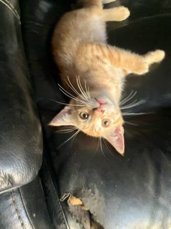 Kittens (Escondido)63894716166402121