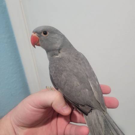 Variety of parrots! Ringnecks, green cheeks, cockatiels, and others! (Dunnellon/Ocala)63687882939777123