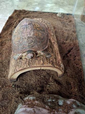 turtle for rehome (Wilkes Barre)64579665728001122