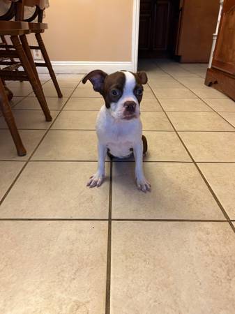 Boston Terrier63829610293633121