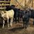 Weaned Calfs 2 thumbnail