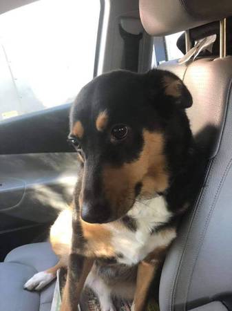 Perro Perdido Sept 2021 (Warner NH)63656332119811121