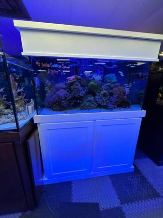 Aquarium - Fishtank 1