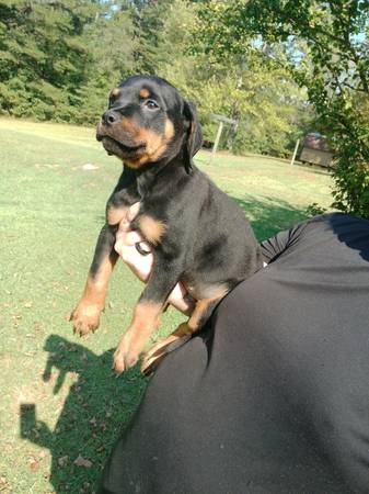 Rottweiler Puppies63812944032769122
