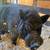 Potbelly pig 1 thumbnail