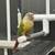 Green cheek conure 5 thumbnail