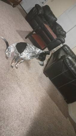 Blue heeler (Bowling Green)64018507393281121
