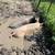 Hogs (2 sows 1 boar) 3 thumbnail