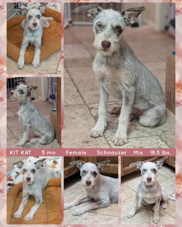¡¡Perros de Rescate Increíbles!! (Mesa)63905906017027121