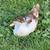 Muscovy ducks 1 thumbnail