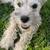 Miniature Schnauzer 4 thumbnail