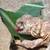 reptile rehoming 2 thumbnail
