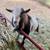 We have 6 Pure Nigerian dwarf bucklings & doelings 2 weeks old 9 thumbnail