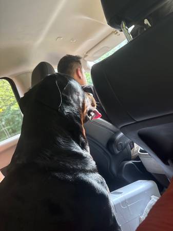 Macho Rottweiler de dos años (Isla de Staten)63280405561729121