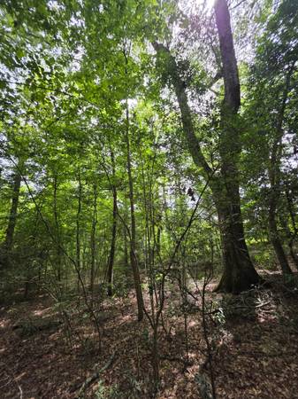 $24,635 9 lots of LAND For Sale (1.29 Acres +/-) in a rural, Tyler County (Woodville)64036373355267122