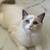 Ragdoll kittens available 2 thumbnail