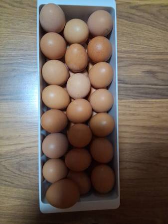 CHICKEN EGGS BROWN 1