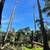 Tree service/landscaping/tractor  work, Woodside, portola,los altos,sa 10 thumbnail