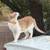 Lost orange & white tabby 2 thumbnail