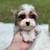 Blue eyed Yorkie puppy 2 thumbnail