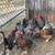 Chickens, Laying Hens and Pullets 2 thumbnail