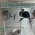 Parakeets 3 thumbnail