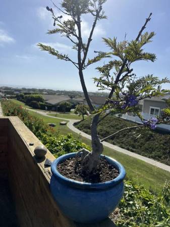 Bonsai :: Jacaranda mimosifolia 'Blue' :: Collectors Plant 1